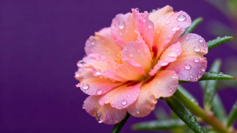 粉色花朵特寫水珠晶瑩剔透-圖片