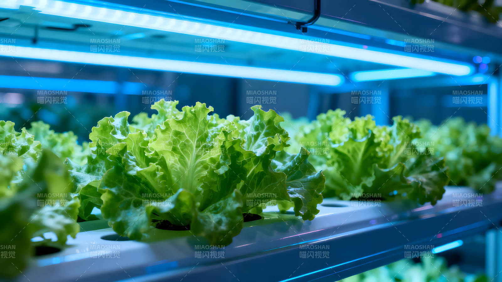 室内蔬菜种植蓝光照射下的生菜-图片