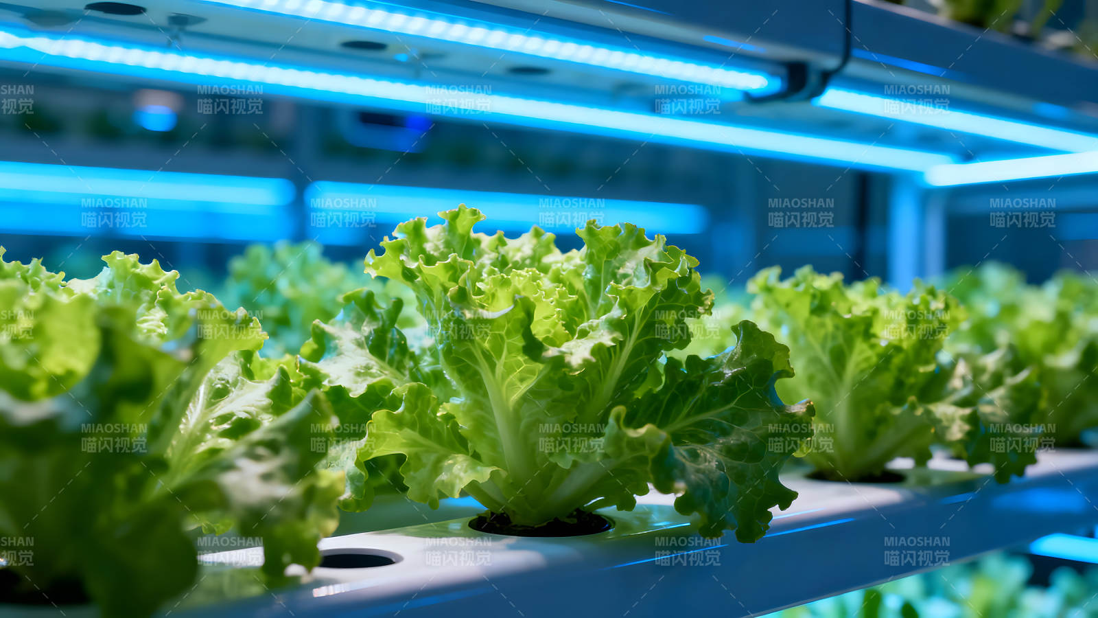 水培蔬菜生長燈下-圖片