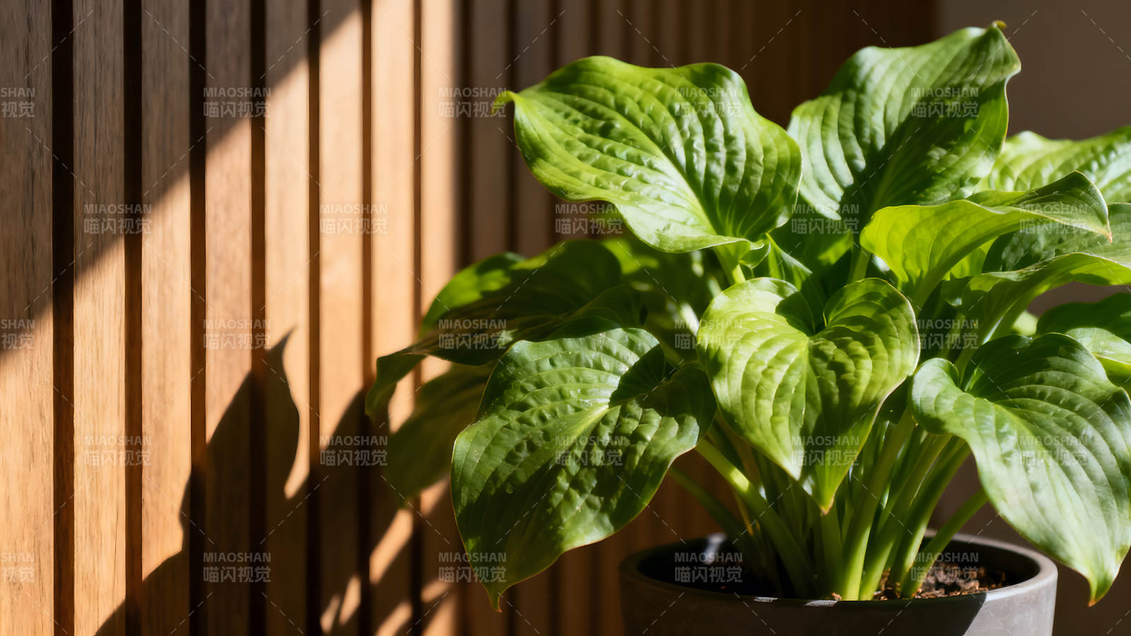 绿植光影木质背景清新自然-图片