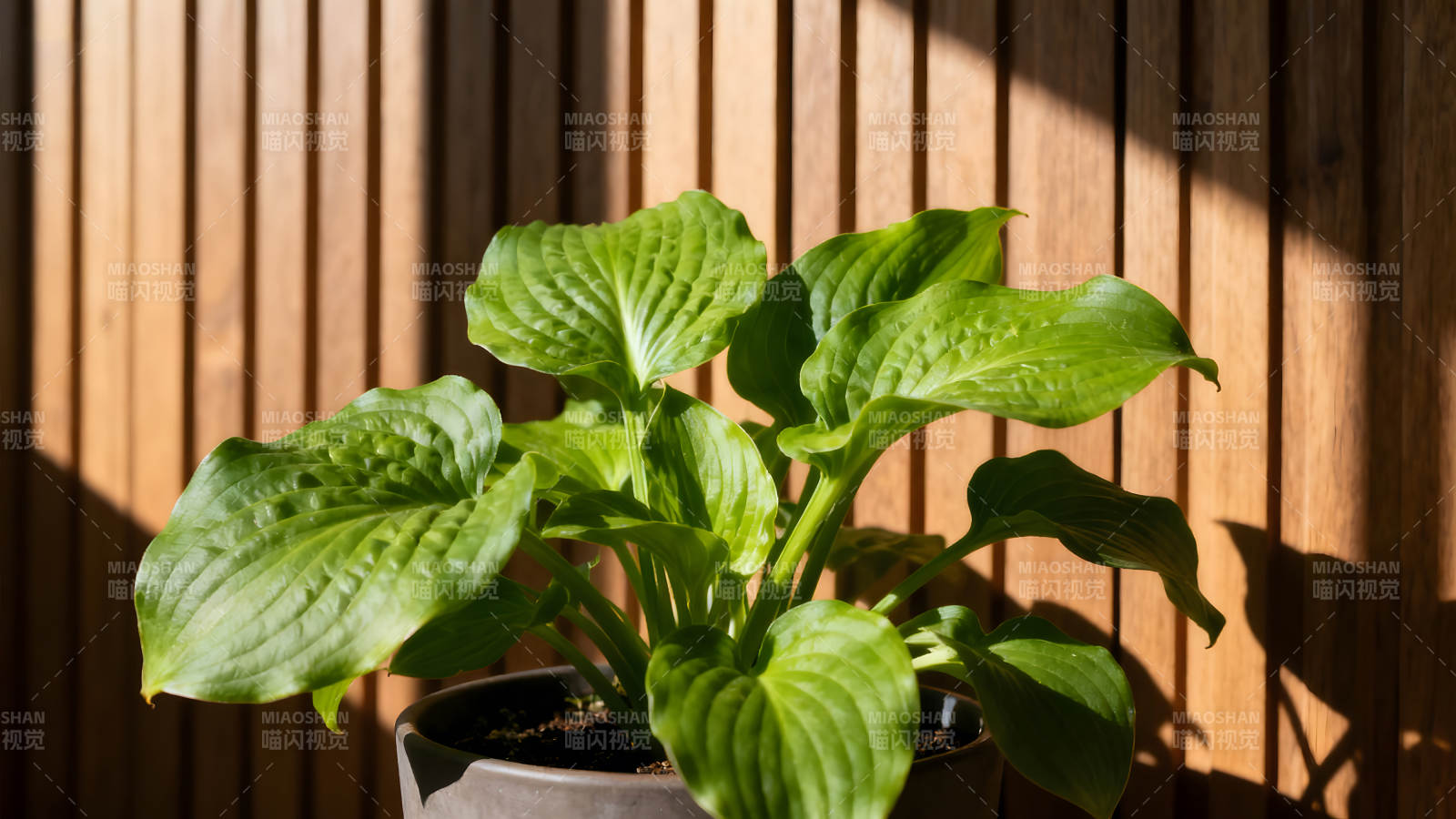 綠植盆栽光影下的清新畫面-圖片