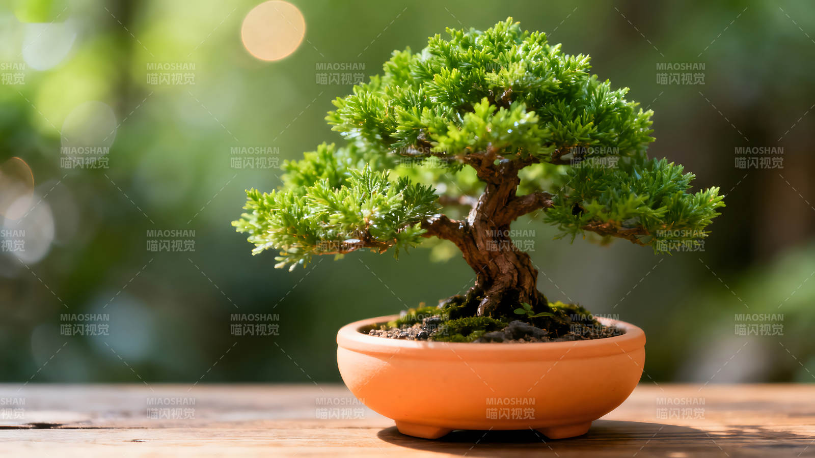 盆景微观世界岁月静好-图片