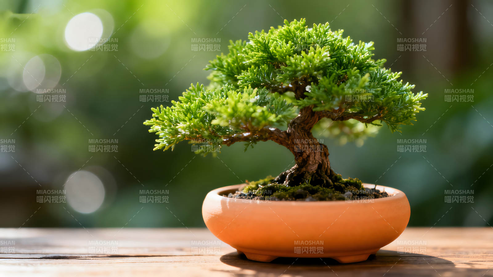 盆栽小樹綠意盎然生機(jī)勃勃-圖片