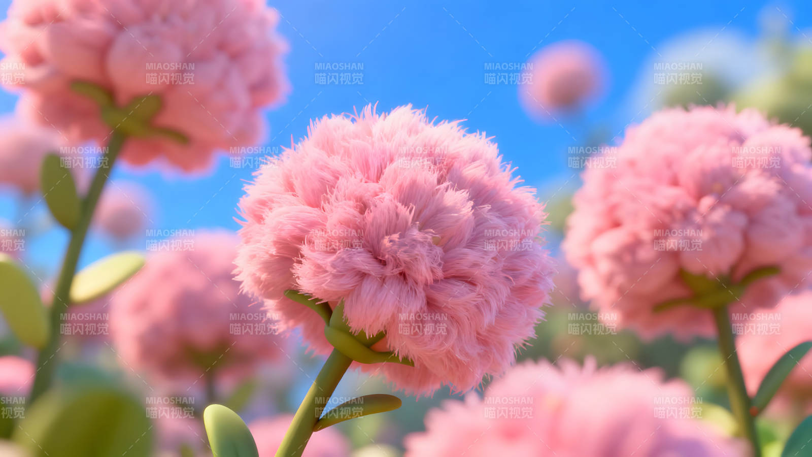 粉色絨球花朵盛開藍天背景-圖片