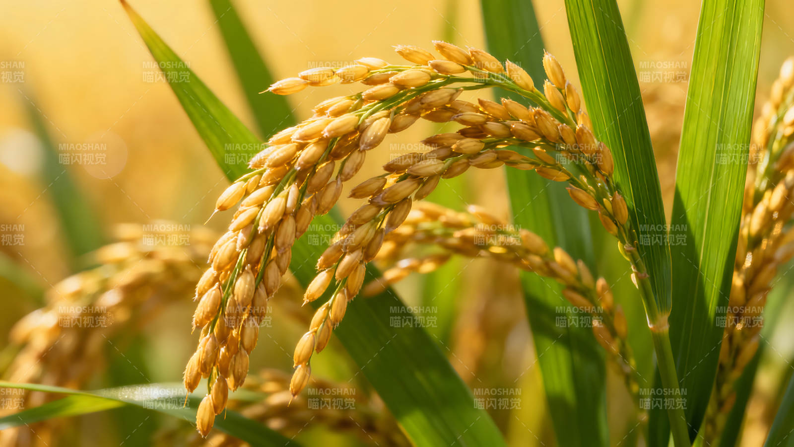 稻穗金黄饱满稻米颗粒丰收-图片