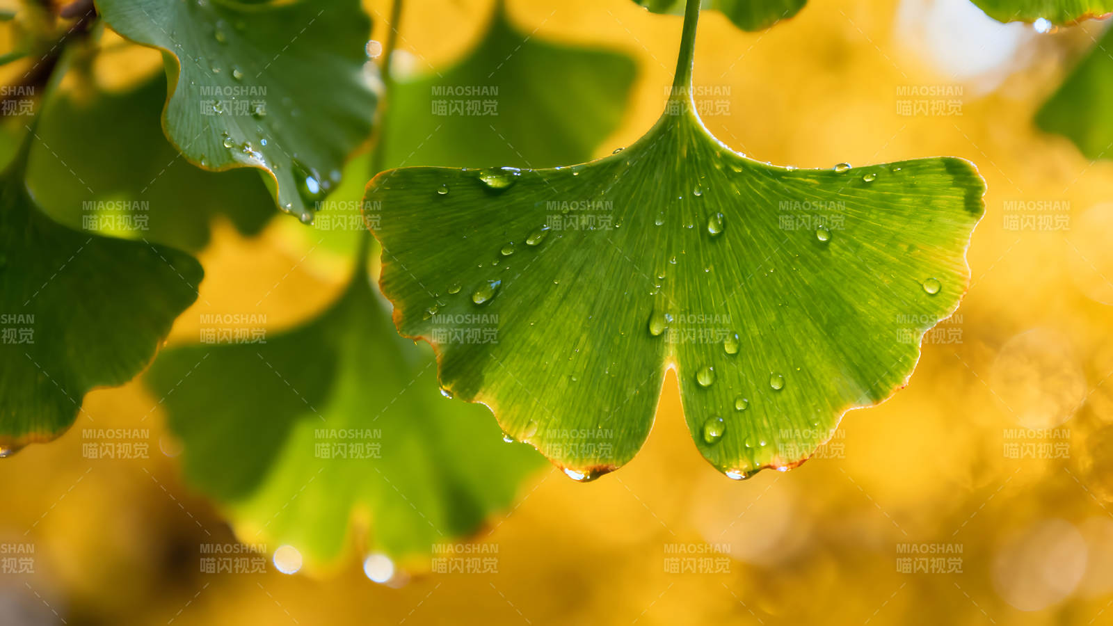 雨滴点缀绿色银杏叶片背景模糊金黄-图片