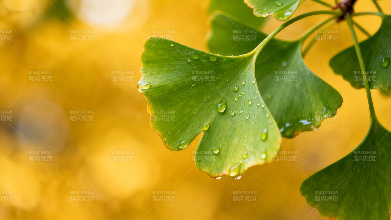 翠綠葉片水珠點綴金黃背景-圖片