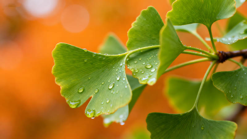 雨水滴落在銀杏葉上-圖片