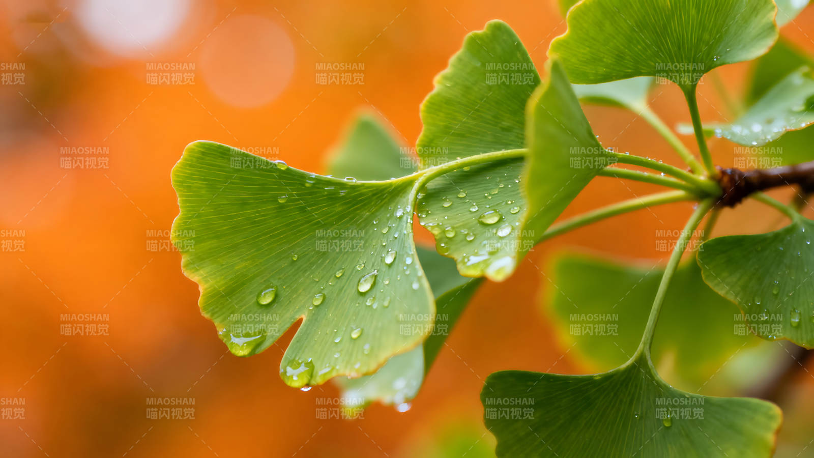 雨水滴落在银杏叶上-图片