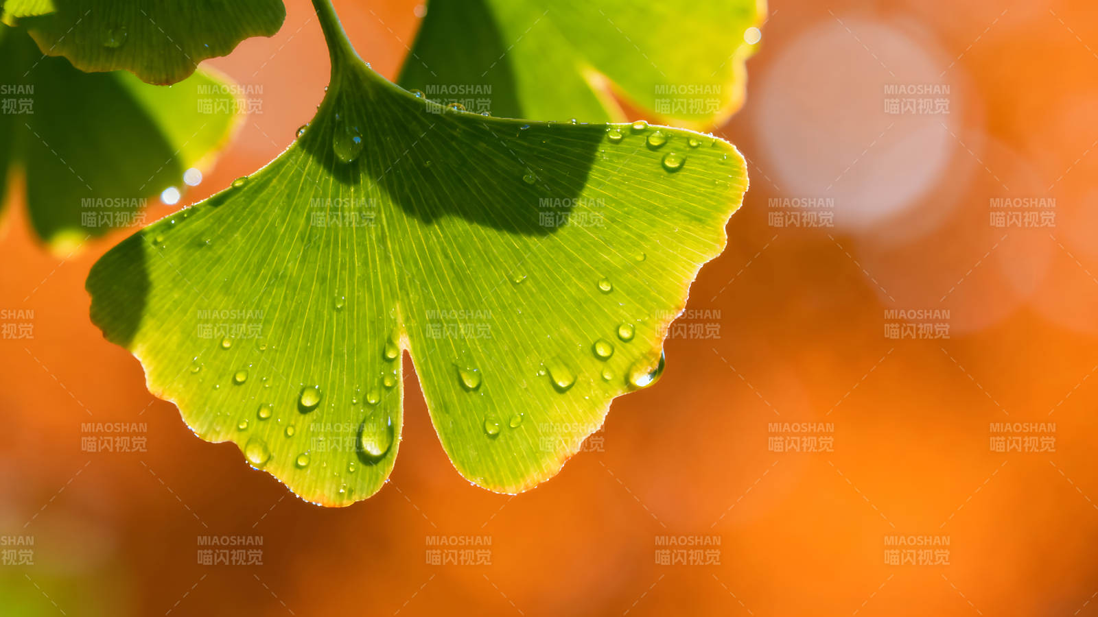 綠葉晶瑩剔透水珠點(diǎn)綴-圖片