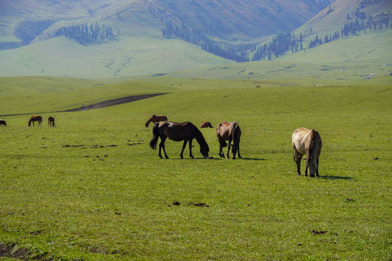 草原駿馬悠然覓食-攝影圖