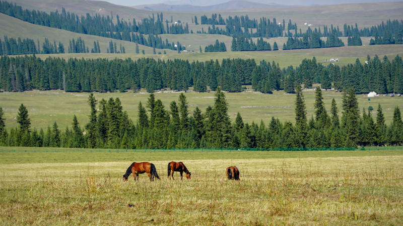 草原上的馬群-攝影圖