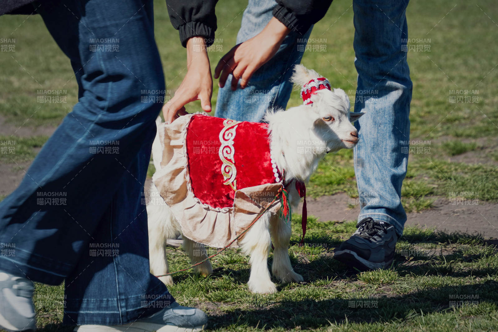 萌羊穿紅衣 人牽行圖片