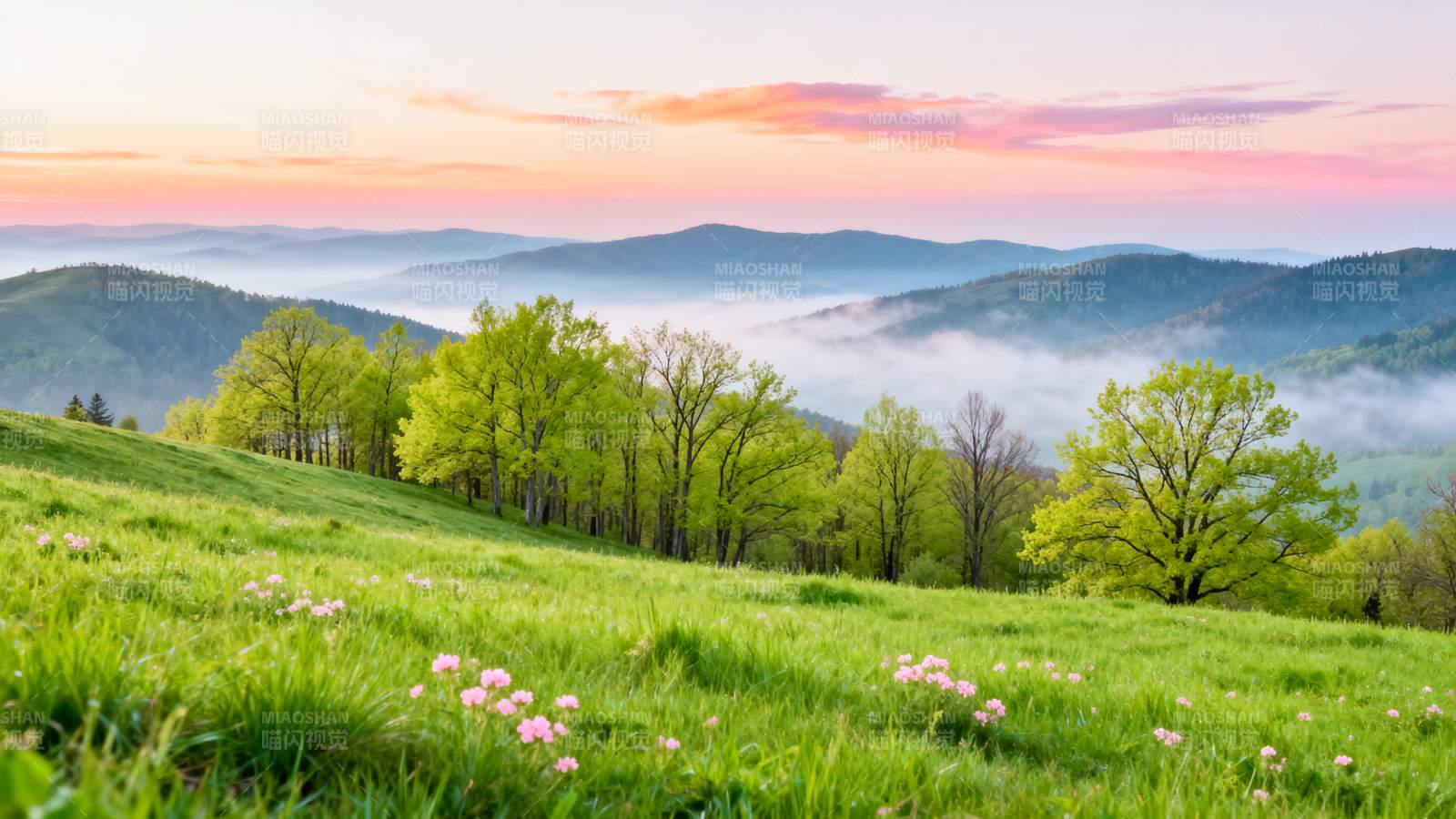 春山晨霧花海-圖片
