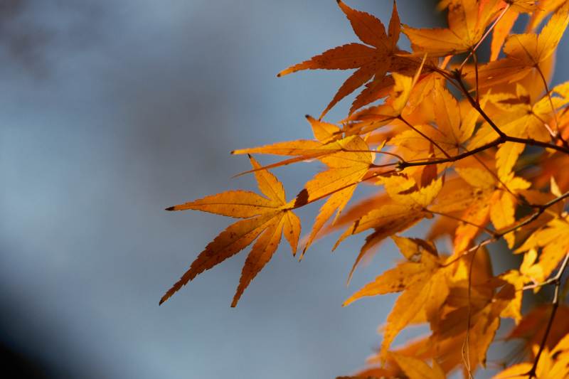 秋葉金黃-攝影圖