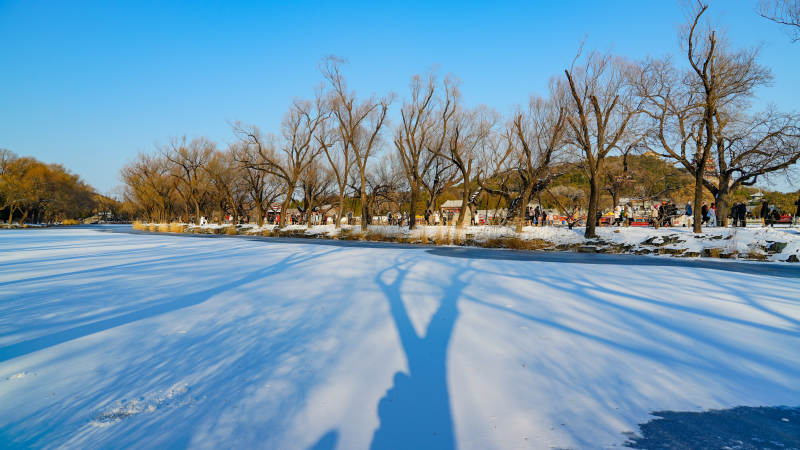 雪地树影映晴空-摄影图