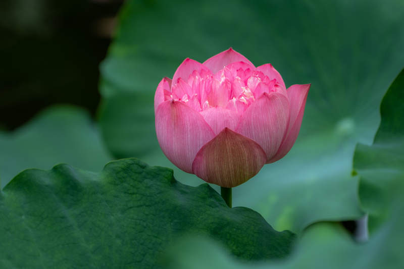 粉蓮綻放綠葉間-攝影圖