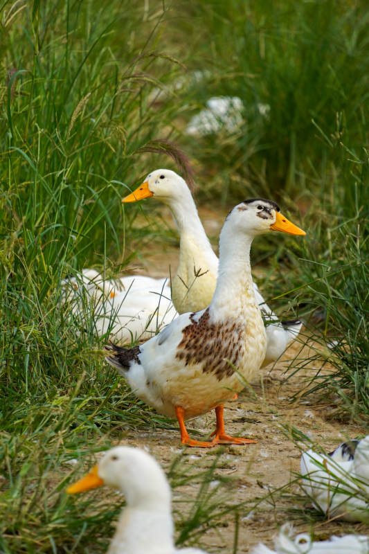 鴨群草間覓食-攝影圖
