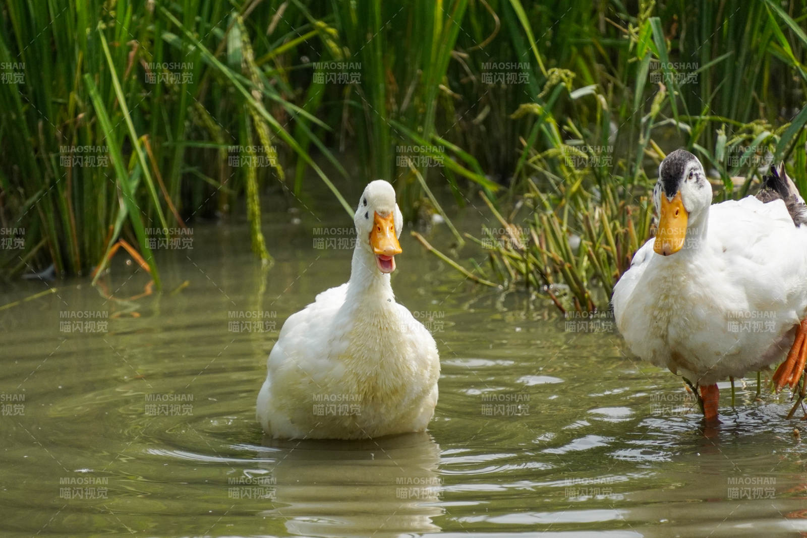 雙鴨戲水綠草間圖片