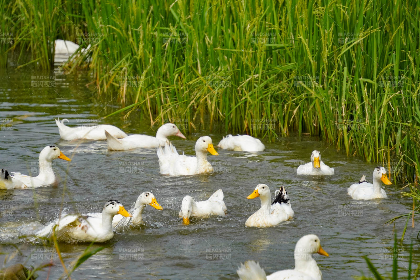 白鸭戏水绿草间图片
