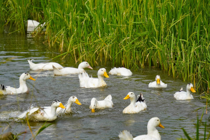 白鴨戲水綠草間-攝影圖