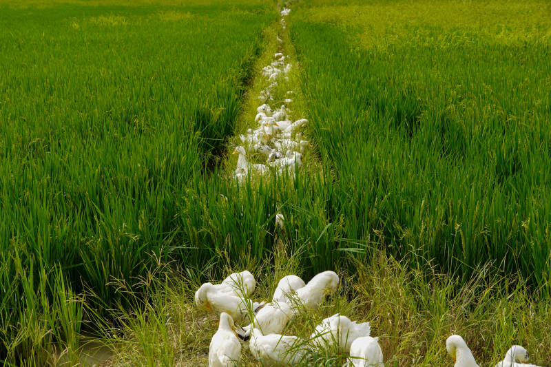 白鵝行于稻田間-攝影圖