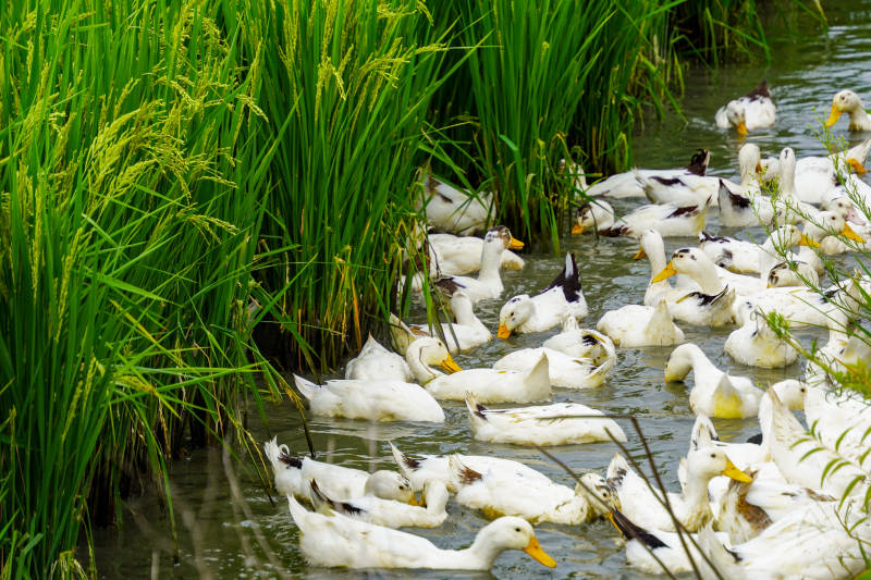 鴨群戲水蘆葦間-攝影圖