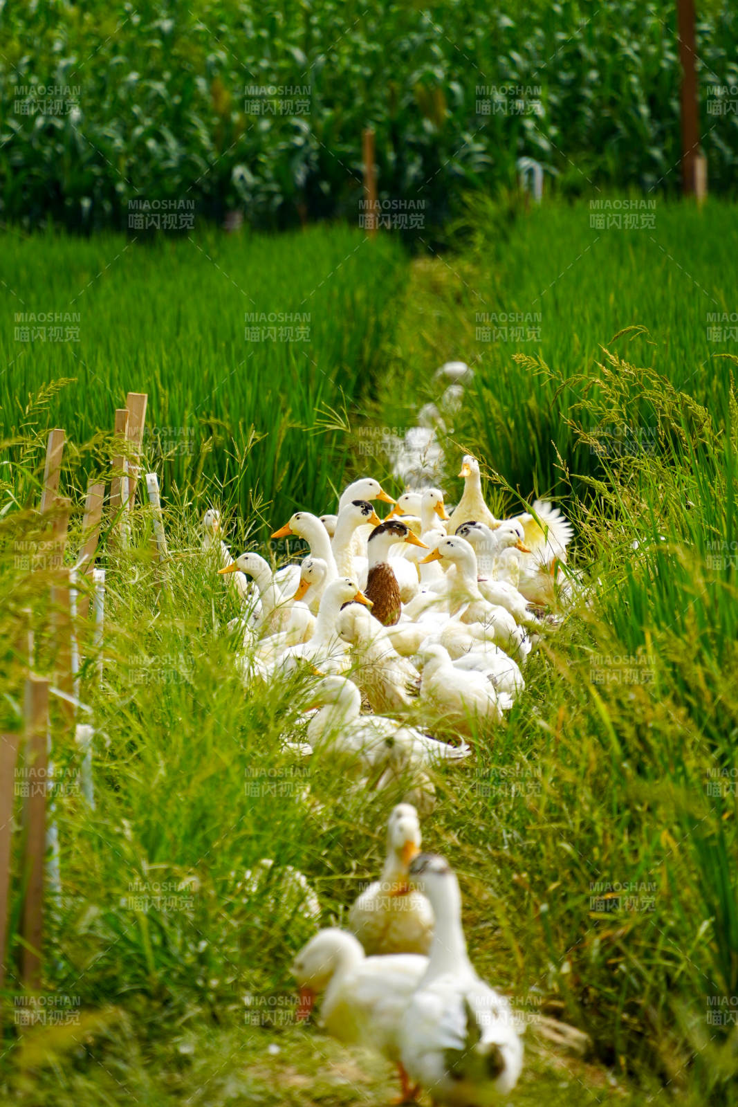 鴨群行走在綠野間圖片
