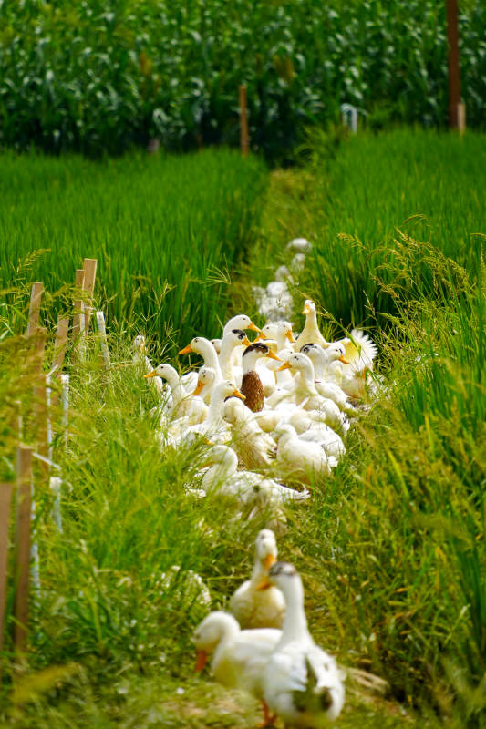 鴨群行走在綠野間-攝影圖