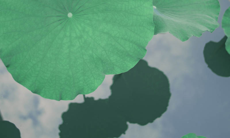 荷叶映水-摄影图