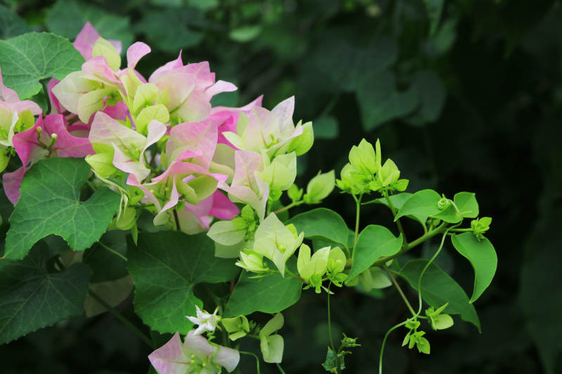 粉綠相間的花朵-攝影圖