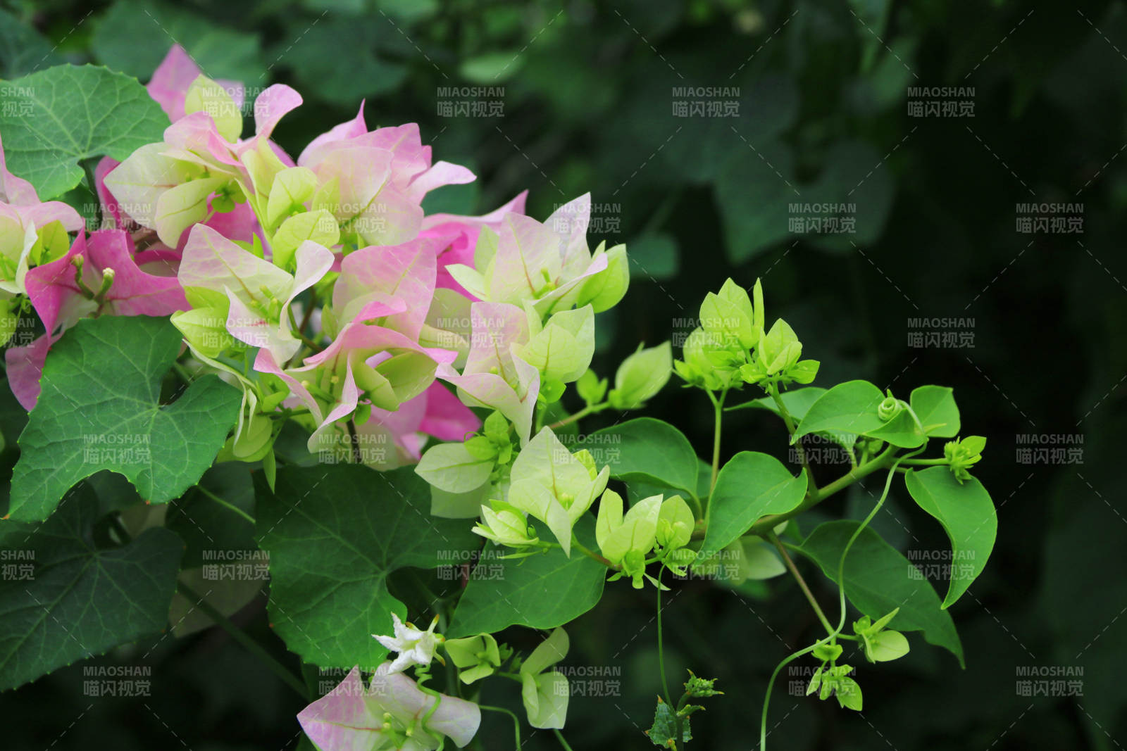 粉绿相间的三角梅花朵图片