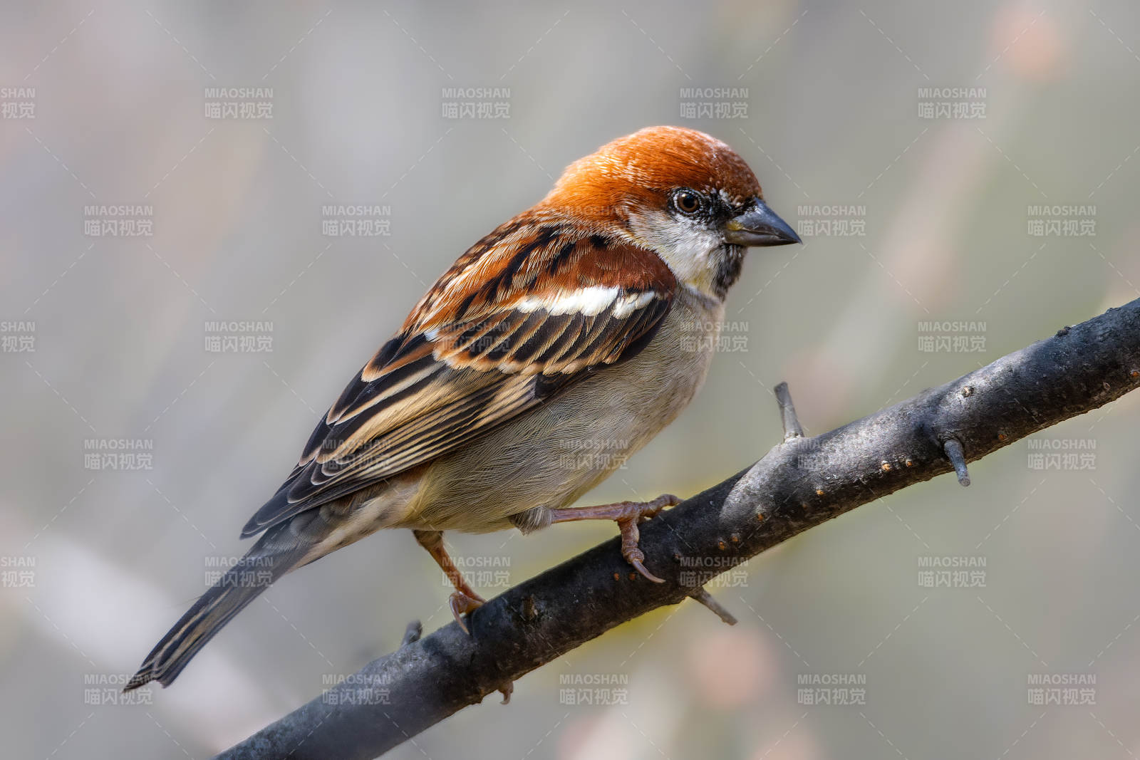 山麻雀栖枝头图片