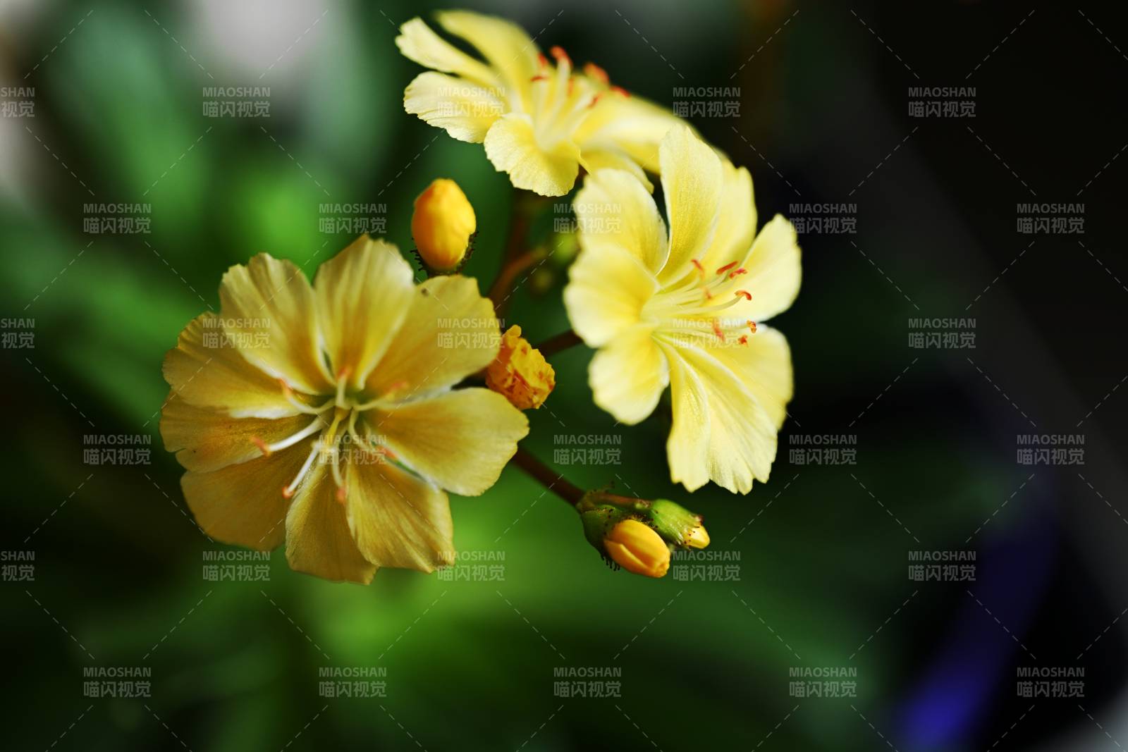 黄花绽放 春意盎然图片