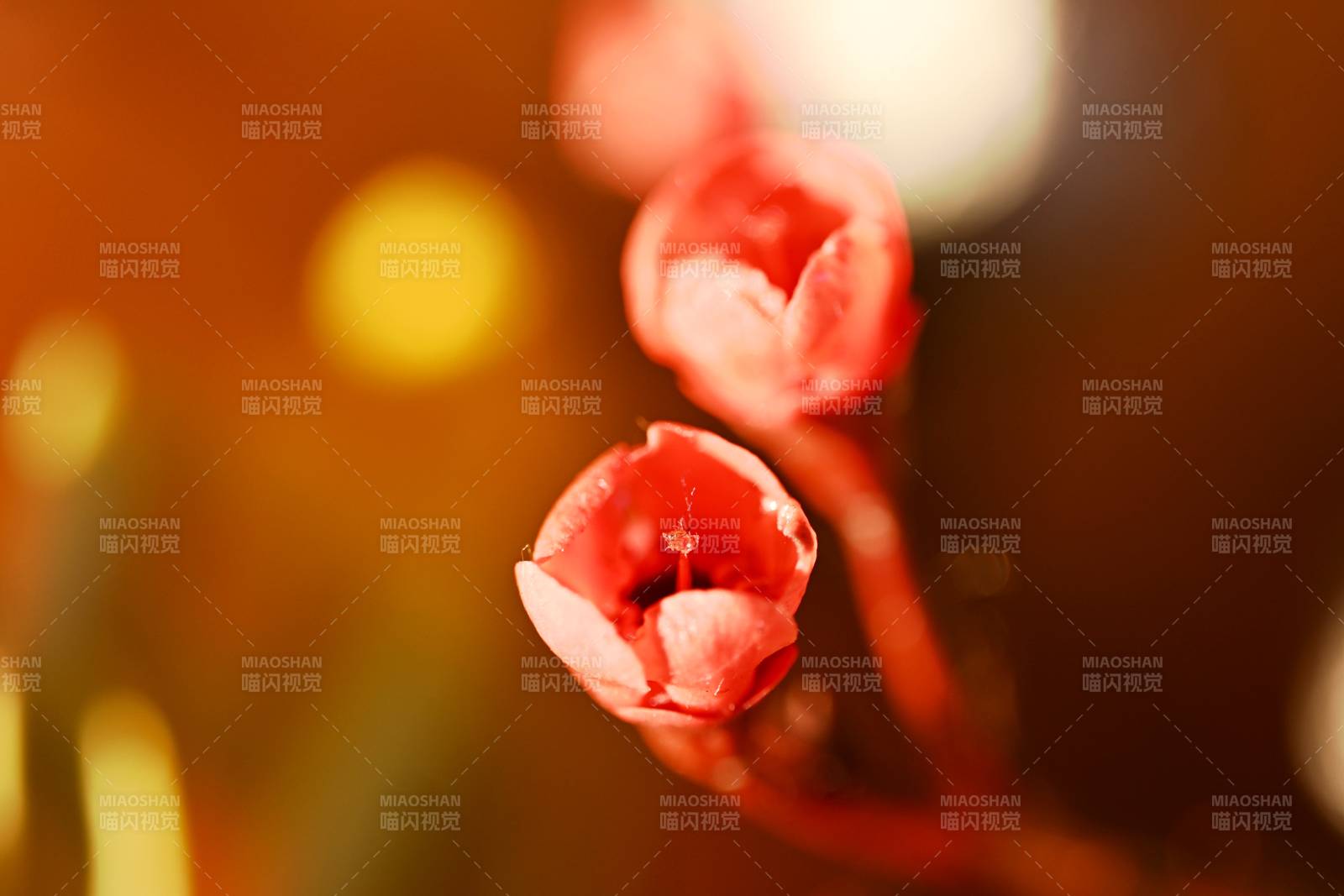 樱花绽放 春意盎然图片