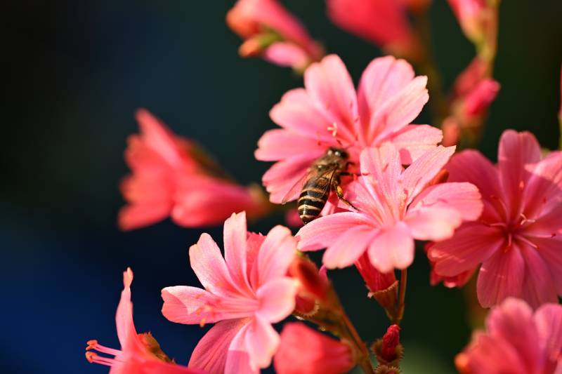 蜂采粉红花图片