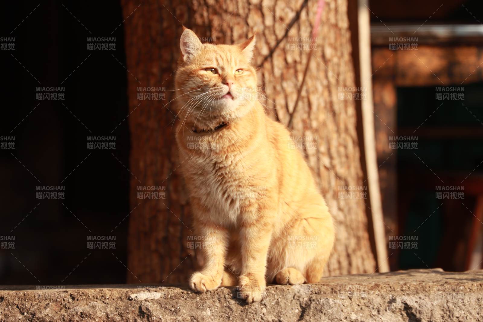 阳光下的橙猫图片