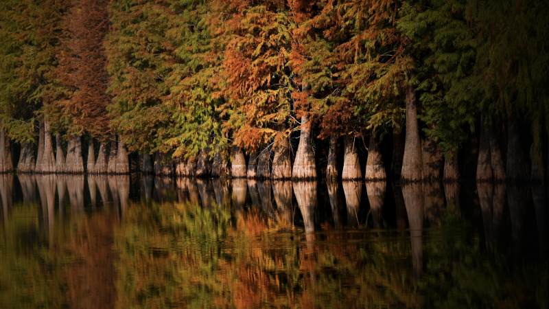 秋林倒影静谧湖图片