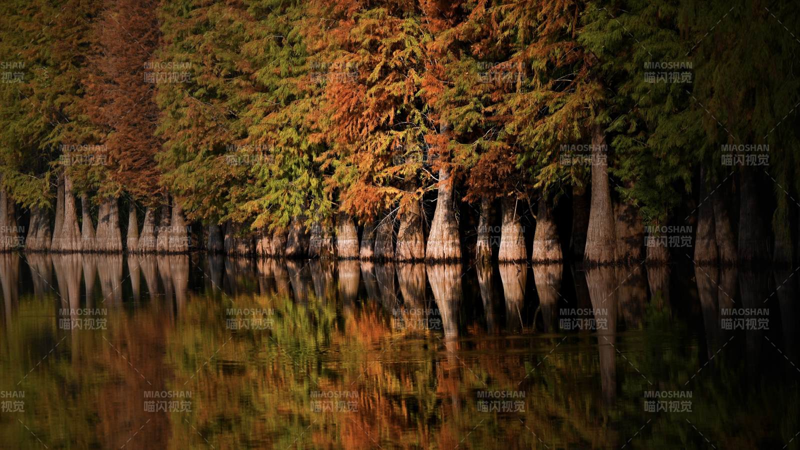 秋林倒影静谧湖图片