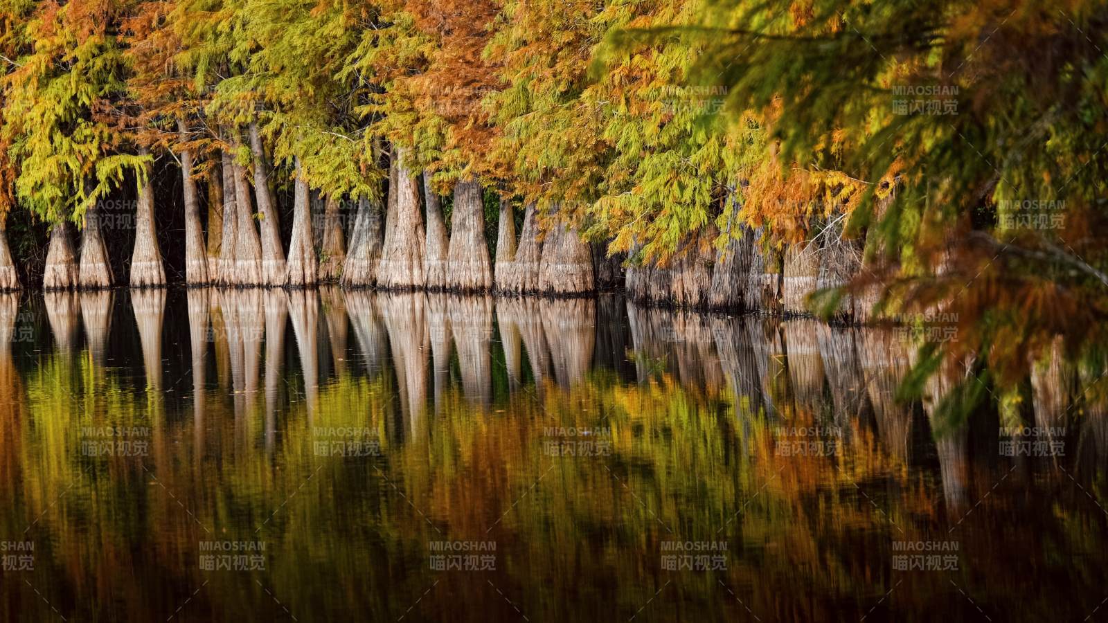 秋水映林影图片