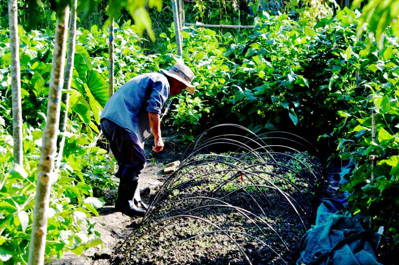 农夫在菜园劳作图片