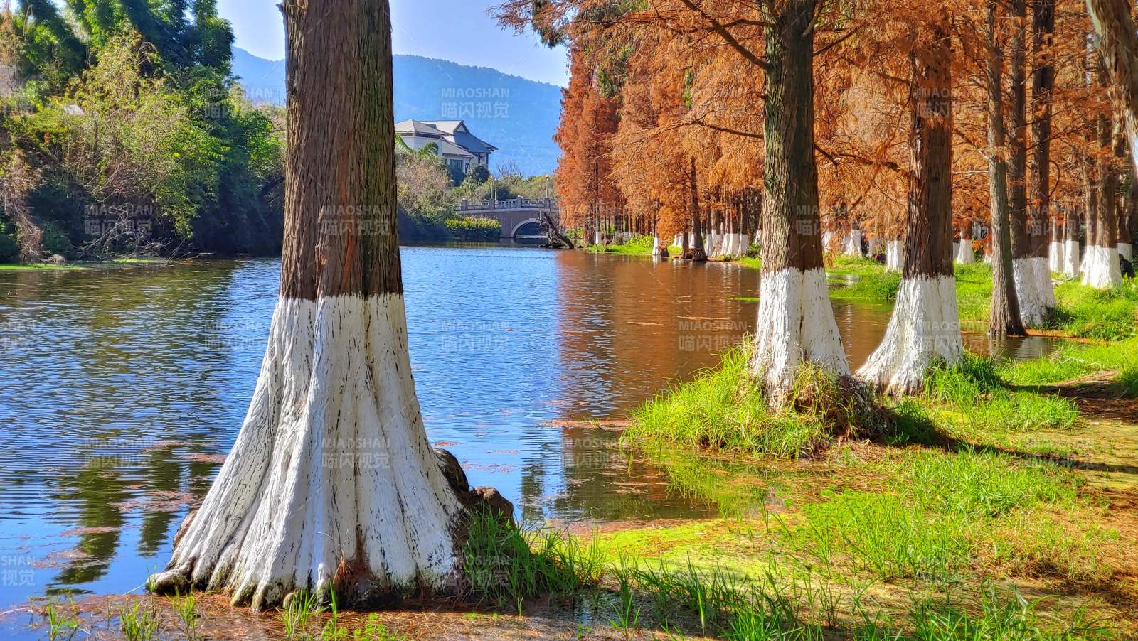 湖畔秋色树影图片