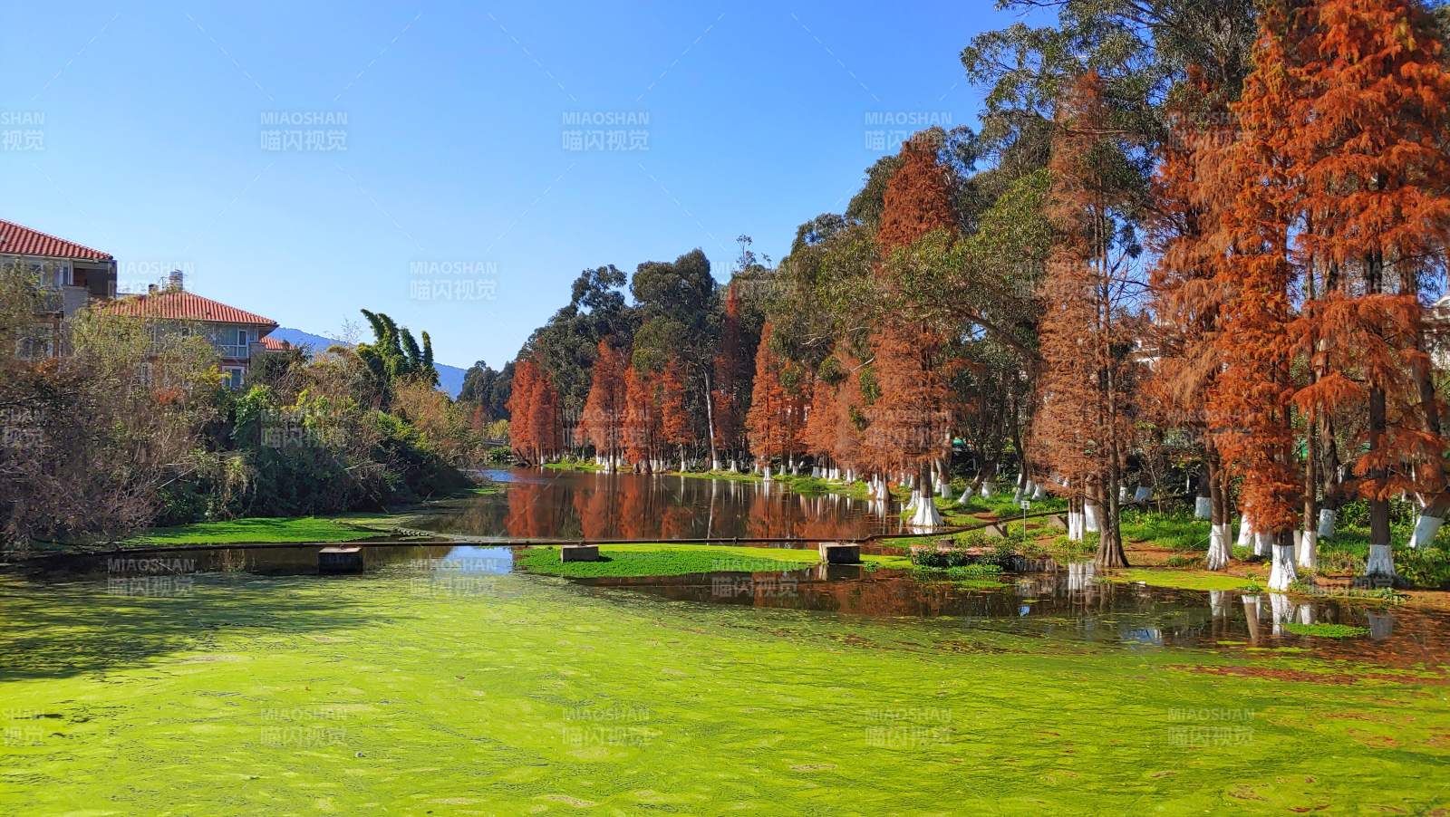 秋湖红叶映碧水图片