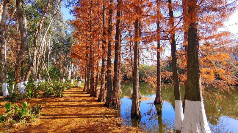 秋林水畔美景图片