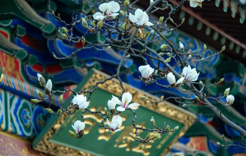 玉兰绽放古建筑前图片