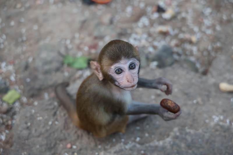 小猴手捧坚果图片