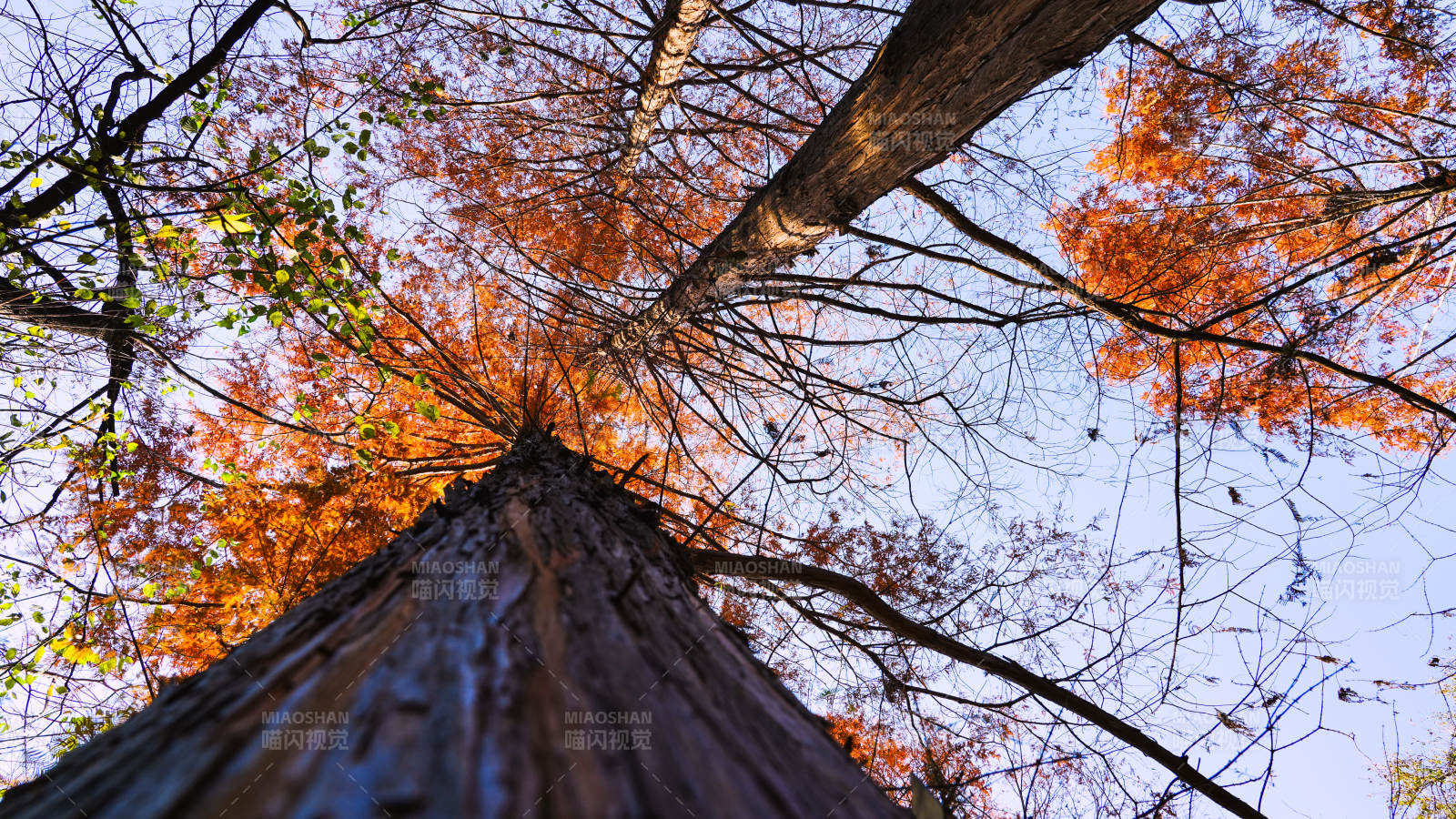 秋树仰望天空图片