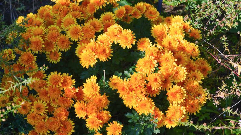 金秋菊花绽放图片