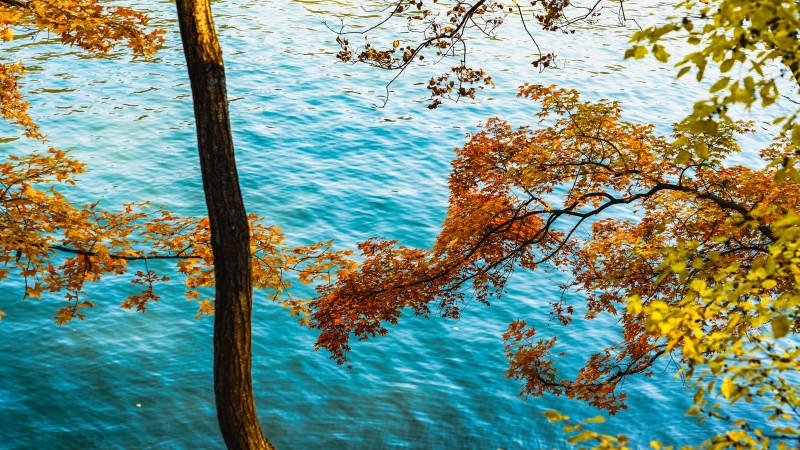 秋树映碧水图片