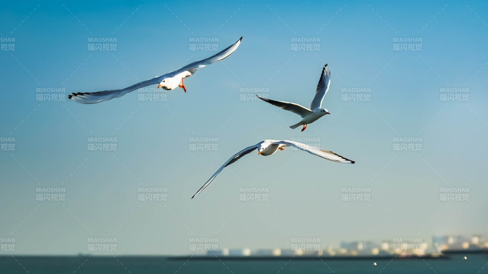 海鸥翱翔蓝天图片
